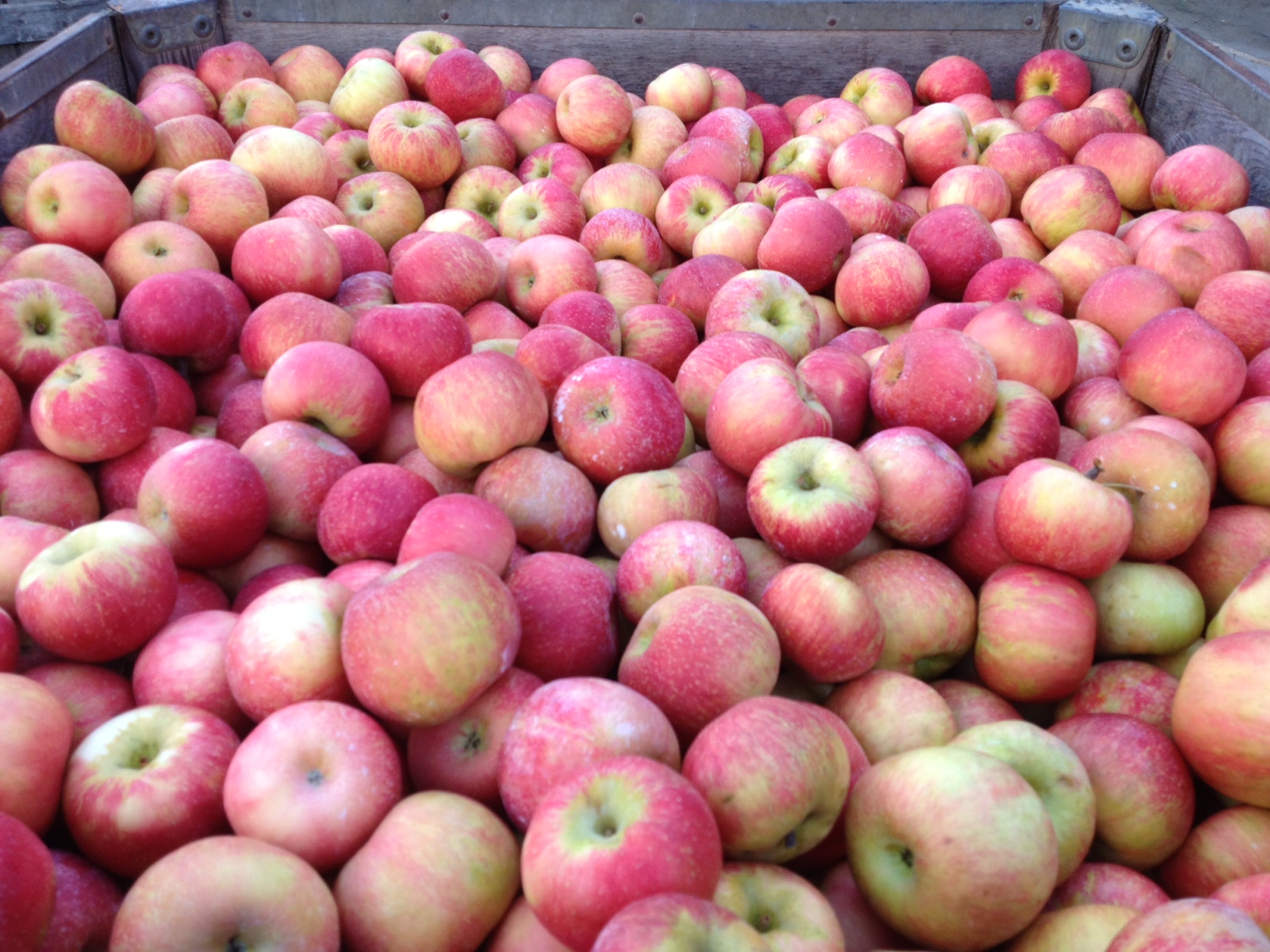 Bin of Honeycrisp apples