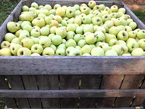 Golden apples ready for harvest