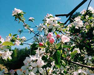 Apples in bloom