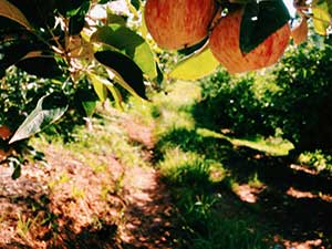 Gala apples in the orchard