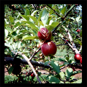 Red Apple Barn Orchard approximate harvest dates
